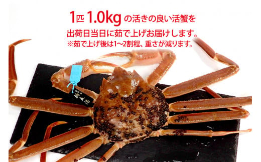 【12月16日～12月26日発送】【先行予約】【冷蔵発送】石川県産 加能かに ズワイガニ ( 産地証明タグ付 ) 茹で上げ前重量 約1.0kg 1匹 特大サイズ F6P-2760