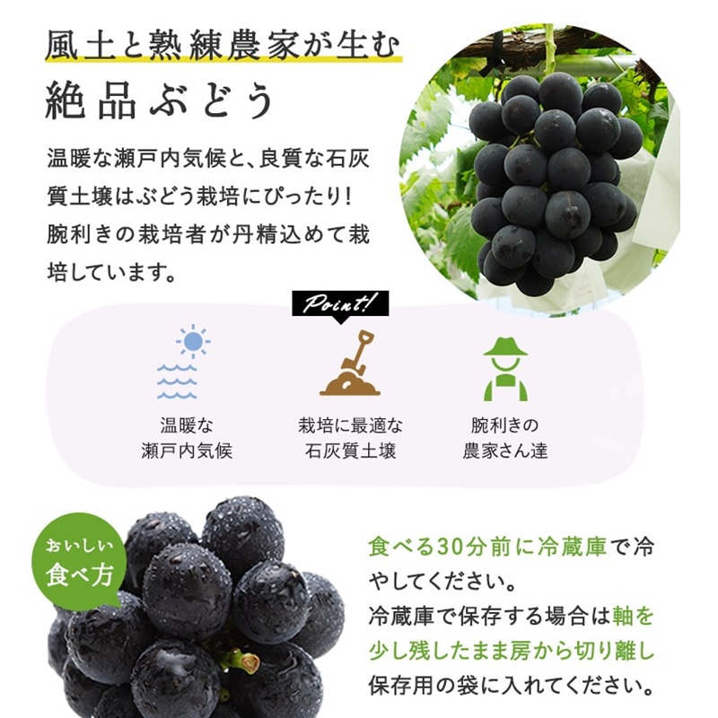 ぶどう 2026年 先行予約 ピオーネ 2房 1房約480g 化粧箱入り 岡山県 赤磐市産 果物 フルーツ 葡萄 ブドウ