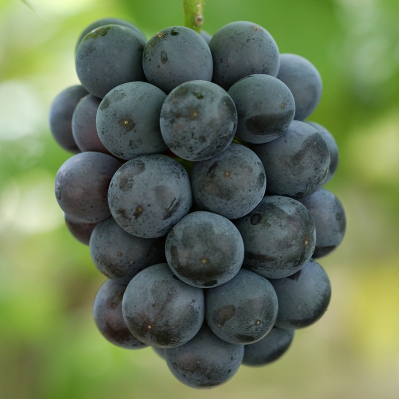 ぶどう 2026年 先行予約 ピオーネ 2房 1房約480g 化粧箱入り 岡山県 赤磐市産 果物 フルーツ 葡萄 ブドウ