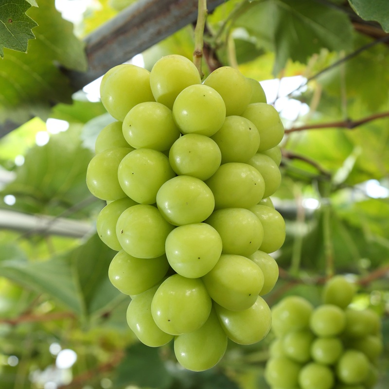 ぶどう 2026年 先行予約 シャインマスカット 晴王 2房  1房約480g 化粧箱入り  岡山県 赤磐市産 果物 フルーツ 葡萄 ブドウ