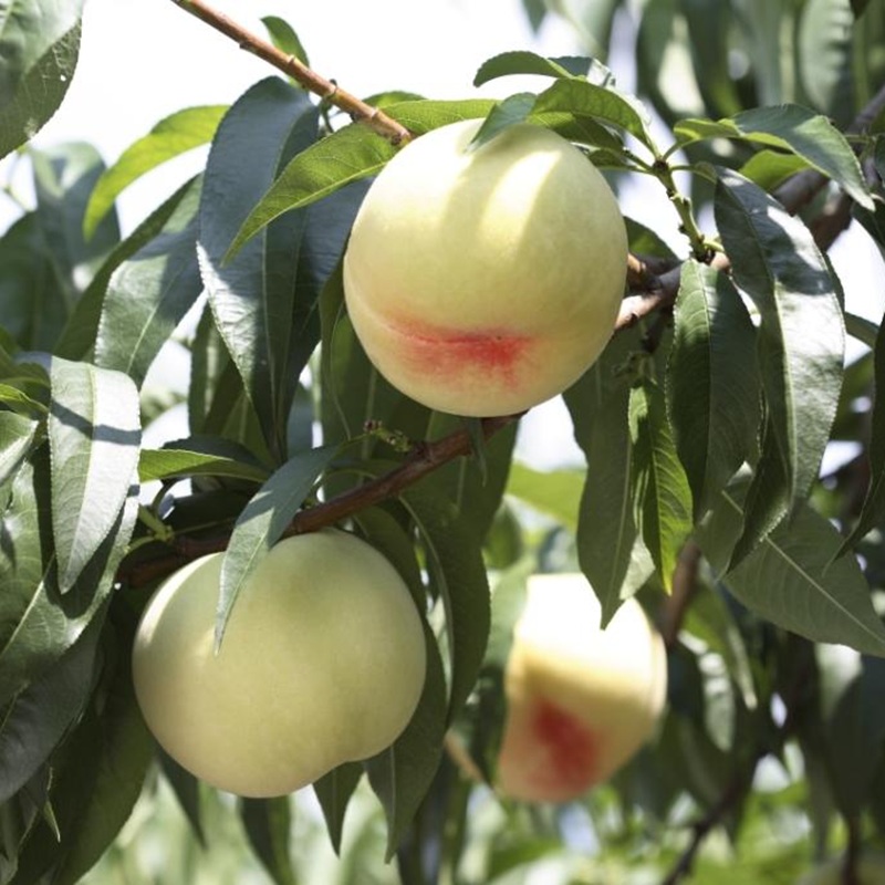 桃 2026年 先行予約 岡山白桃 3玉 約750g 化粧箱入り 岡山県 赤磐市産 果物 フルーツ 白桃 もも モモ