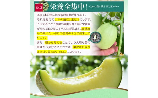 先行予約 メロン ２玉入り（1玉約1.4kg～1.8kg）青肉 2026年夏発送 期間限定 メロン めろん マスクメロン 舐瓜 果物 くだもの フルーツ デザート 旬 ハウス栽培 常温配送