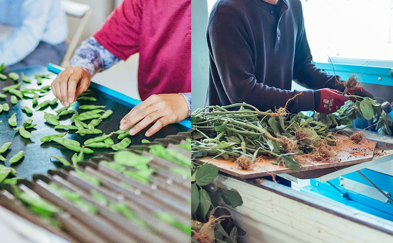 枝豆 【2026年6月発送】枝豆200g×10袋 合計2kg 福岡県大刀洗町産 豆 えだまめ 焼き枝豆 お弁当 おつまみ ※配送不可:北海道・沖縄・離島