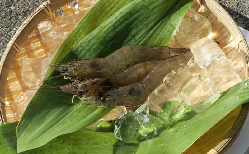 岐阜県池田町産 金華海老 250g×4パック 計1kg 海老 エビ えび 【配送不可：離島】