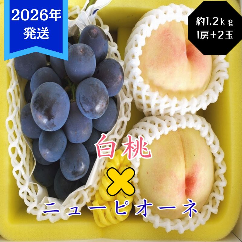 yR˓szy2026Nstz  j[sI[l 1.2kg Zbg  2 Ԃǂ 1[ RY  䒆 Mtg  v[g  j 䋟 ʕ  t[c    uhE