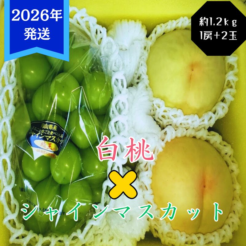 yR˓szy2026Nstz  VC}XJbg  1.2kg Zbg  2 Ԃǂ 1[ RY  䒆 Mtg  v[g  j 䋟 ʕ  t[c    uhE