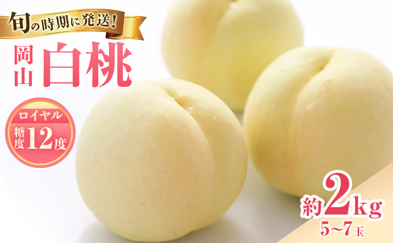 【2026年先行受付】 白桃 特秀 ロイヤル 大玉 約2kg(5～7玉) 岡山県産 桃 もも モモ 御中元 ギフト 御礼 プレゼント 御礼 御祝 御供 果物 くだもの フルーツ