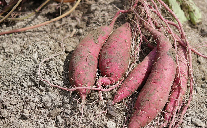 京都府産　サツマイモ (紅はるか) 5kg　栽培期間中農薬・化学肥料・除草剤不使用