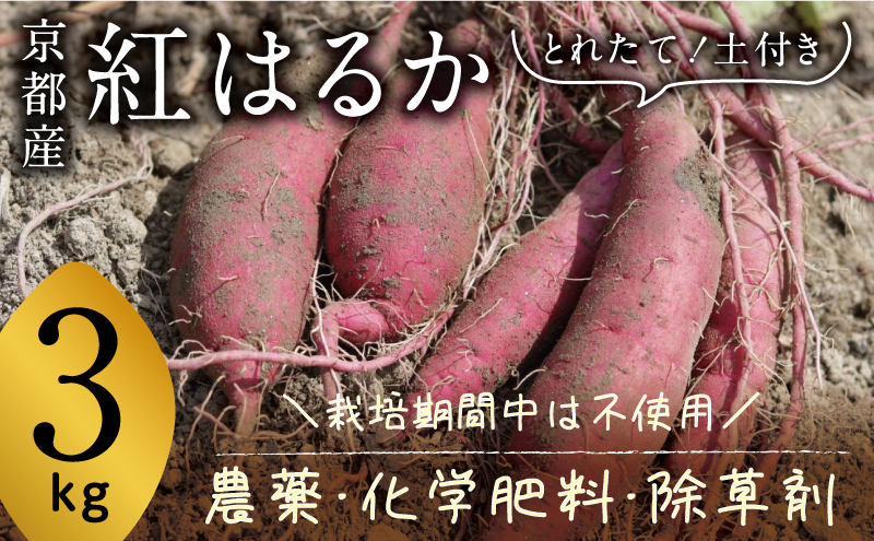 京都府産 サツマイモ (紅はるか) 3kg 栽培期間中農薬・化学肥料・除草剤不使用