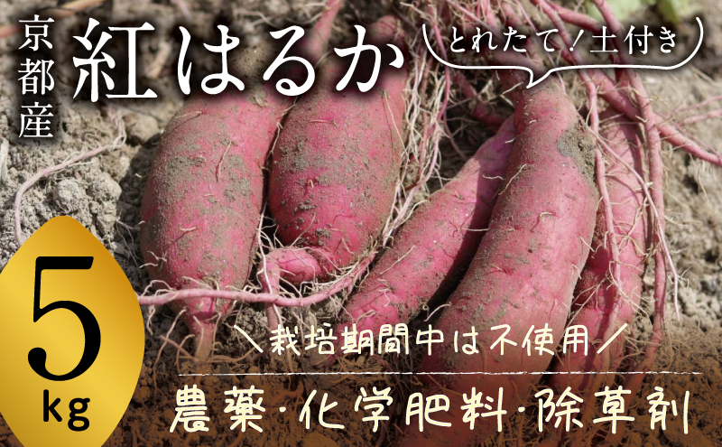 京都府産　サツマイモ (紅はるか) 5kg　栽培期間中農薬・化学肥料・除草剤不使用