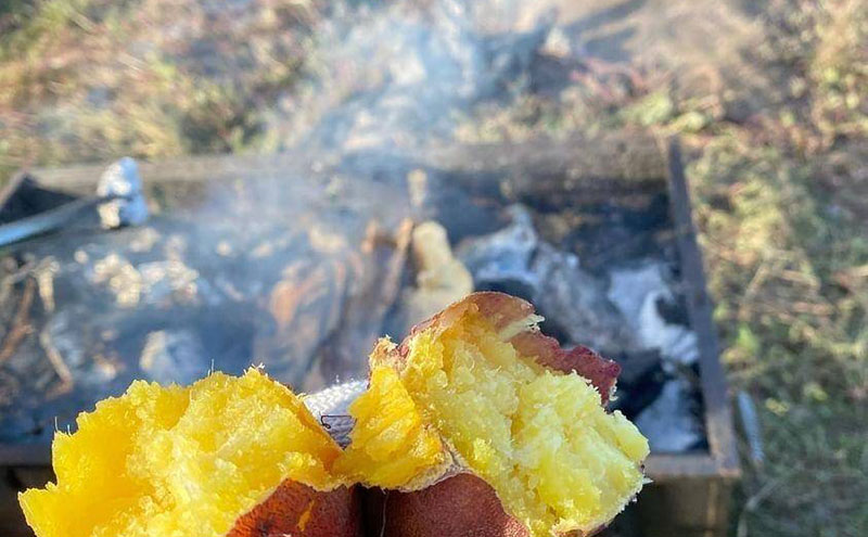 京都府産　サツマイモ (紅はるか) 5kg　栽培期間中農薬・化学肥料・除草剤不使用