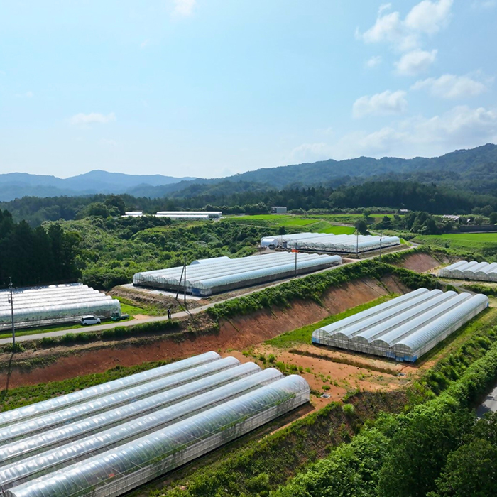 島根県限定！幻のぶどう ”神紅（しんく）” 1房 500g / 島根県邑南町