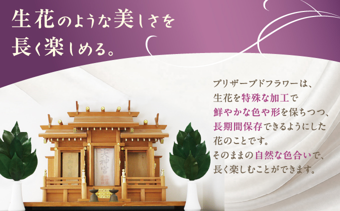 お供え 神棚 榊1対 2束 神棚用 榊 1対（2束）約25cm 神棚 さかき お供え 生花 本榊 サカキ 仏