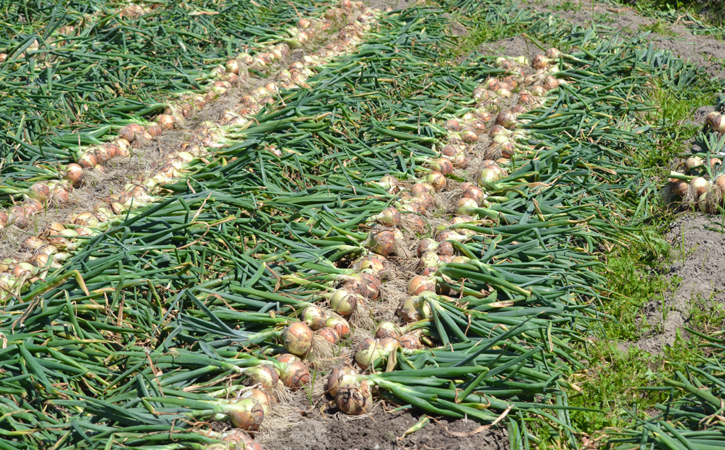 名手農園の淡路島特産玉ねぎ10kg　[たまねぎ 玉葱 ]