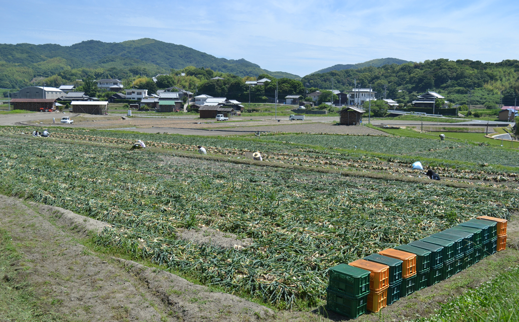 名手農園の淡路島特産玉ねぎ 5kg　[たまねぎ 玉葱 ]