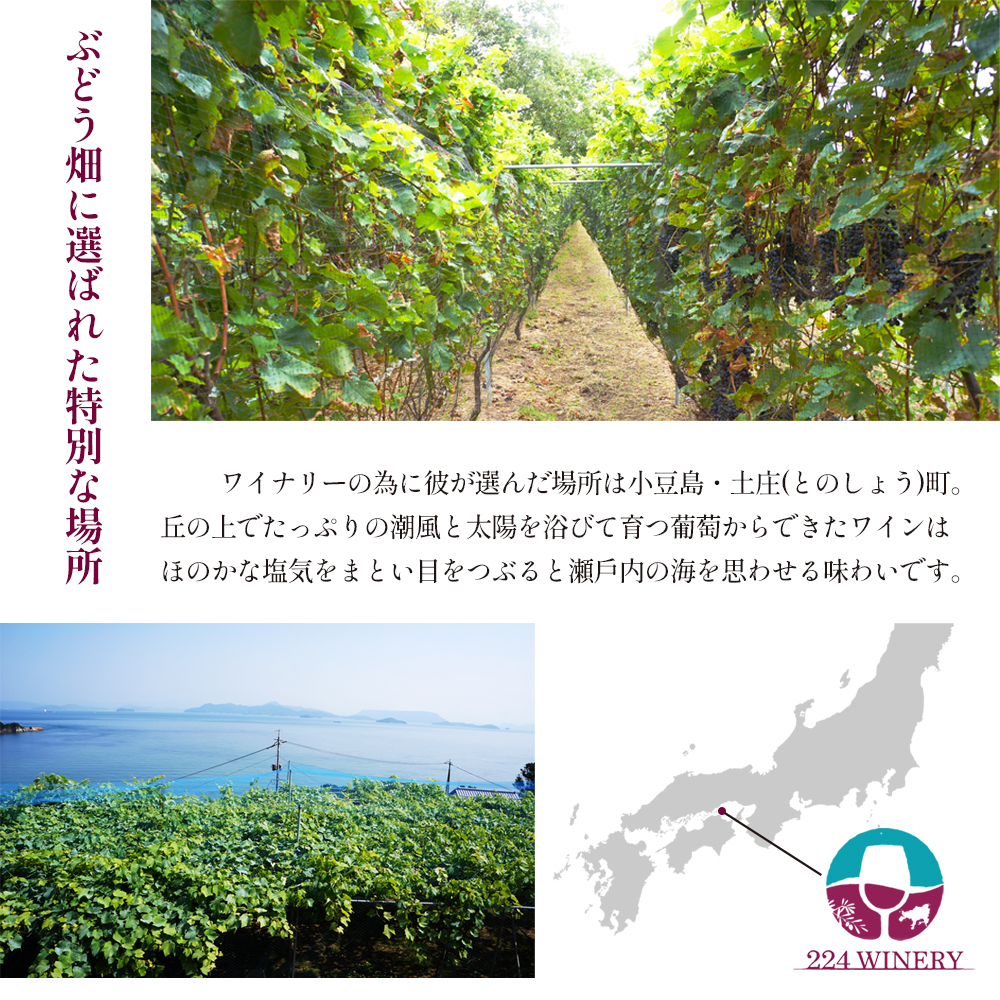 シードル スイート 2025 720ml 小豆島醸造 ふじりんご100%のお酒 甘口シードル 日本ワイン 化粧箱入り お酒 酒 ワイン りんご 熟成 贈り物 ギフト 国産 香川 香川県 土庄 土庄町