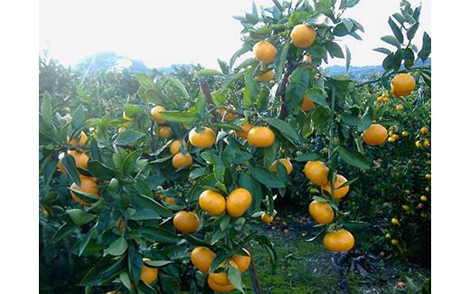 紀州有田みかん 約10kg サイズ (2L) ｜みかん ミカン 和歌山 由良 フルーツ 果物 柑橘 和歌山県産 お取り寄せ 人気 ※2025年11月下旬～2026年1月中旬頃に順次発送予定