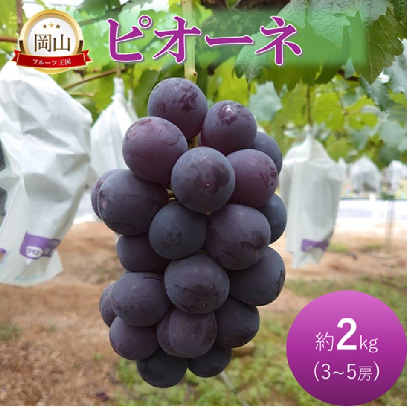 �y���R�������s�z2026�N ������t �Ԃǂ� �s�I�[�l ��2kg 3�`5�[ ���R�������s�Y �⌴�_�� ���� �u�h�E