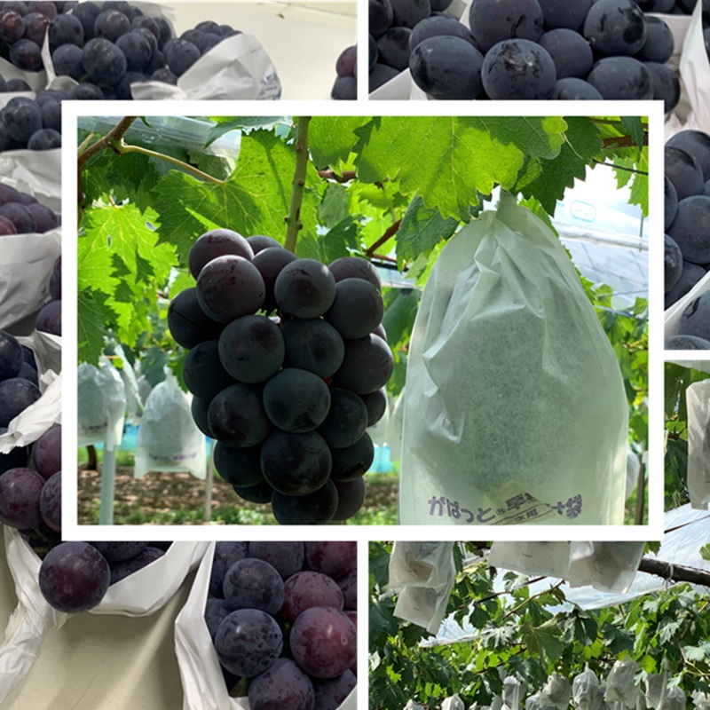 2026年 早期受付 ぶどう ピオーネ 約2kg 3～5房 岡山県高梁市産 岩原農園 葡萄 ブドウ