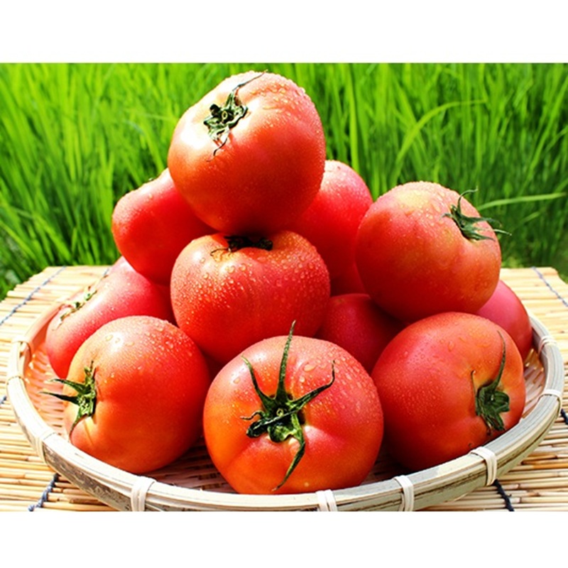 桃太郎トマト 約4kg 野菜 トマト とまと 岡山県 高梁市産 産地