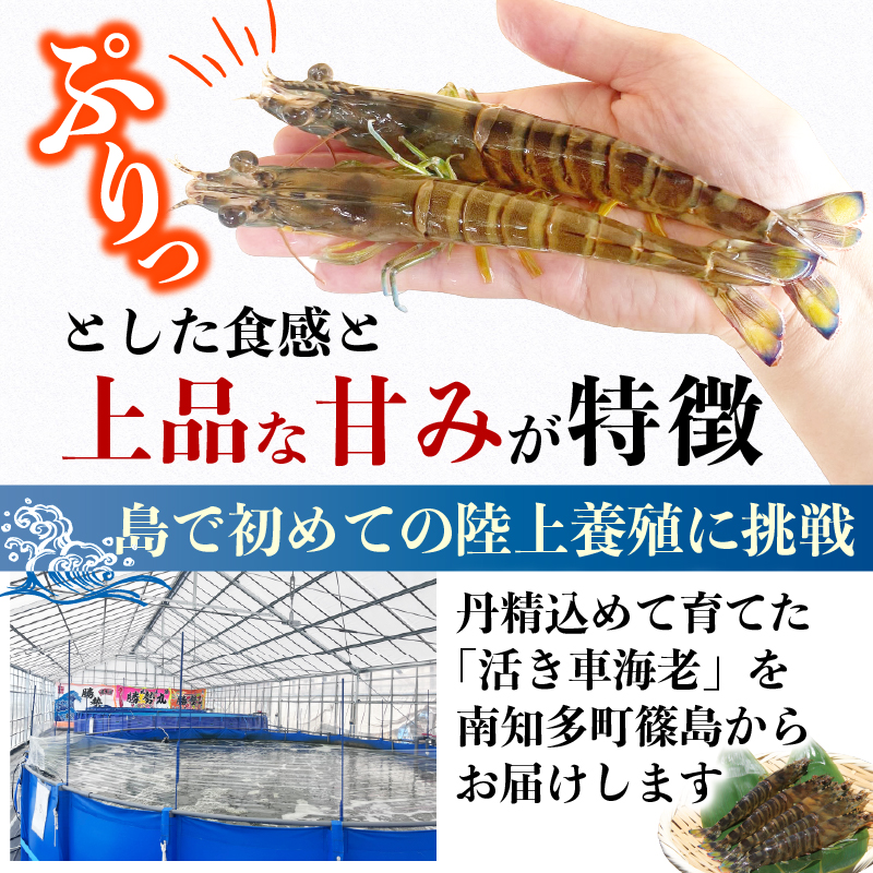 先行予約 活車海老 約200g 指定日必須 クルマエビ 