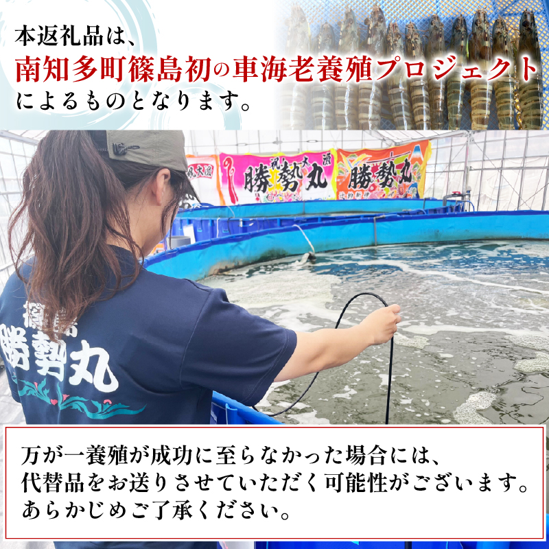 先行予約 活車海老 約200g 指定日必須 クルマエビ 