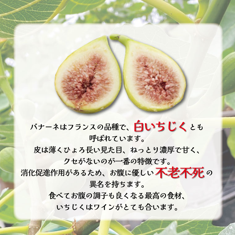 イチジク苗木7号ポット（バナーネ）【苗木 観葉 植物 いちじく 自宅 ポット茨城県 鹿嶋市】（KAE-10）