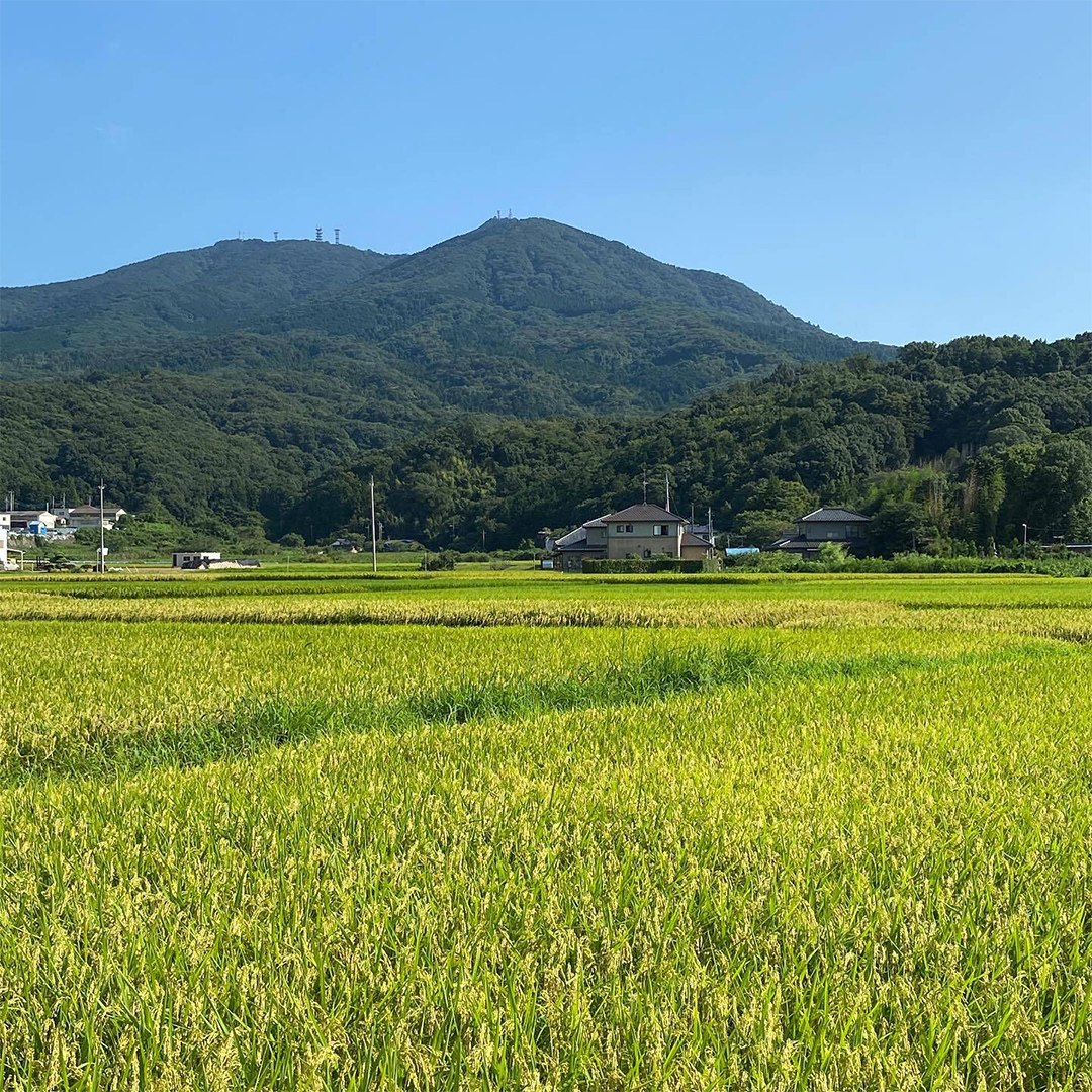 茨城県桜川市のふるさと納税 《 令和7年産 先行予約 》 コシヒカリ 「幻の米 羽鳥米」 10kg (5kg × 2袋) 筑波北麓秘蔵米 お米 ごはん 精米 コメ 白米 国産 茨城県 桜川市 限定 期間限定 数量限定 銘柄米 [AX003sa]