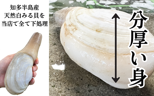 岬だより ＜貝専門店＞ 天然 白ミル貝 100g × 3袋 冷凍 新鮮 海鮮 鮮度 風味 魚介 貝 海の幸 お刺身 寿司 バター焼き ご飯 甘み おつまみ 酒 おすすめ 人気 愛知県 南知多町 三河湾 【離島不可】
