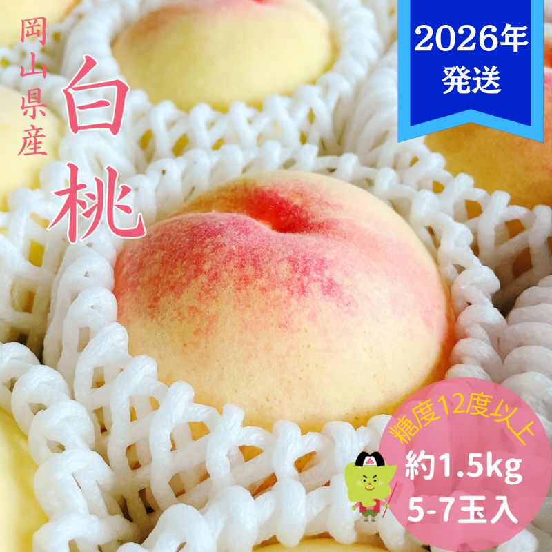 【2026年先行受付】 白桃 特秀 ロイヤル 中玉 約1.5kg(5～7玉)岡山県産 桃 もも モモ 御中元 ギフト 御礼 プレゼント 御礼 御祝 御供 果物 くだもの フルーツ