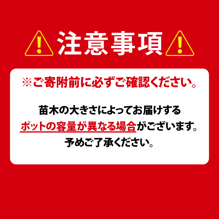 イチジク苗木7号ポット（バナーネ）【苗木 観葉 植物 いちじく 自宅 ポット茨城県 鹿嶋市】（KAE-10）