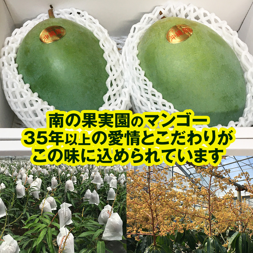 沖縄県南風原町のふるさと納税 【2026年発送】南の果実園　キーツマンゴー2kg
