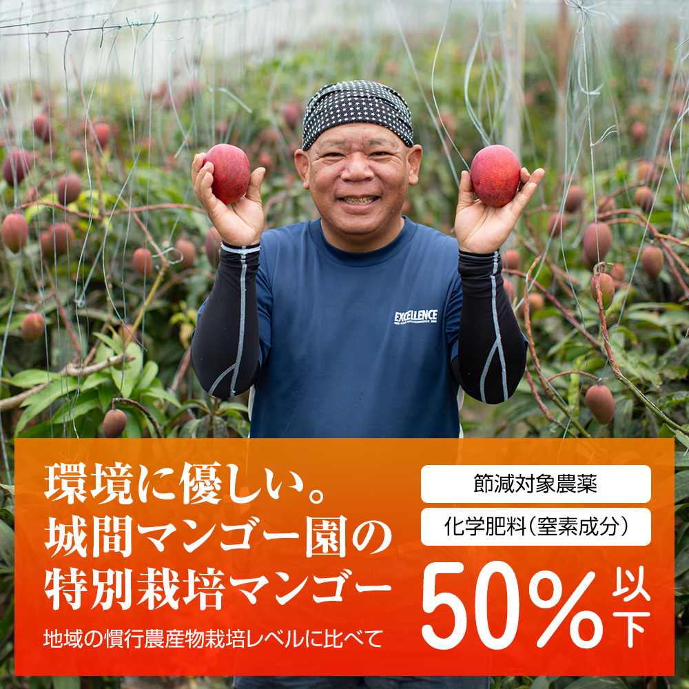 沖縄県南風原町のふるさと納税 【2026年発送】城間マンゴー園　家庭用　アーウィンマンゴー1.5kg　特別栽培農産物