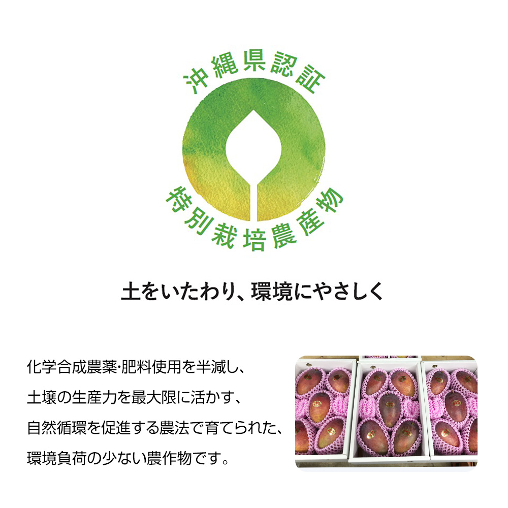 沖縄県南風原町のふるさと納税 【2026年発送】城間マンゴー園　家庭用　アーウィンマンゴー1.5kg　特別栽培農産物