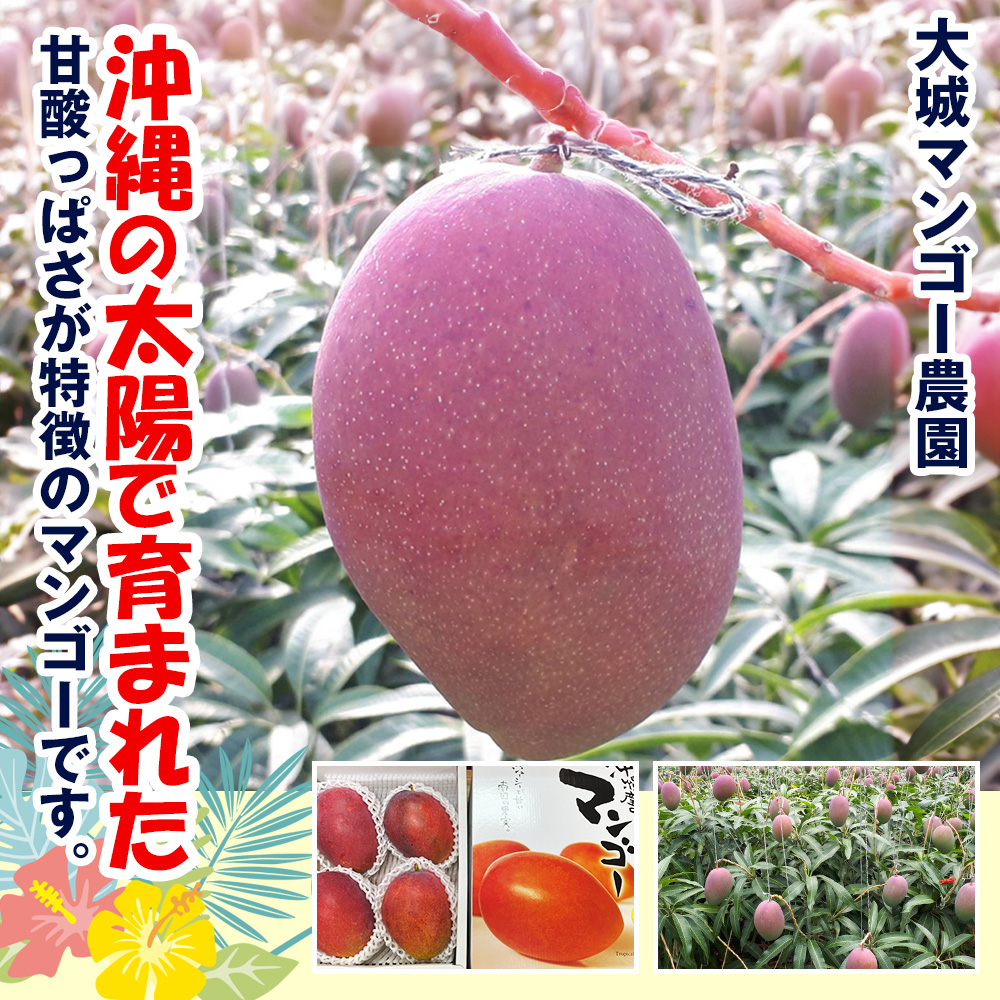 沖縄県南風原町のふるさと納税 【2026年発送】大城マンゴー農園の家庭用アーウィンマンゴー1.5kg