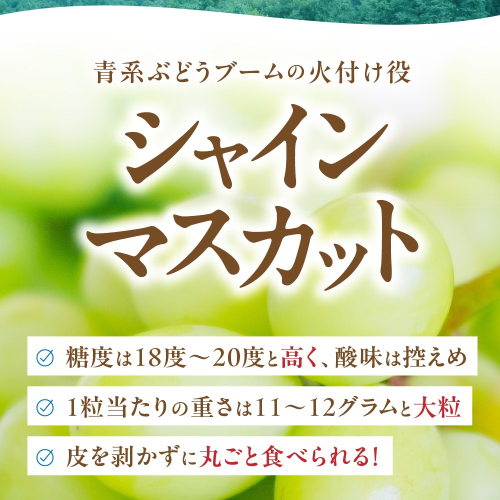 山梨県甲斐市のふるさと納税 【来年（2026年/令和8年）発送＜先行予約＞】 シャインマスカット　2.0kg相当　人気　おすすめ　国産　贈答　ギフト　お取り寄せ　　山梨県産　産地直送　フルーツ　果物　くだもの　ぶどう　ブドウ　葡萄　シャイン　シャインマスカット　新鮮　AD-84