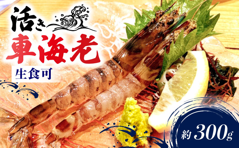 先行予約 活車海老 約300g 指定日必須 クルマエビ