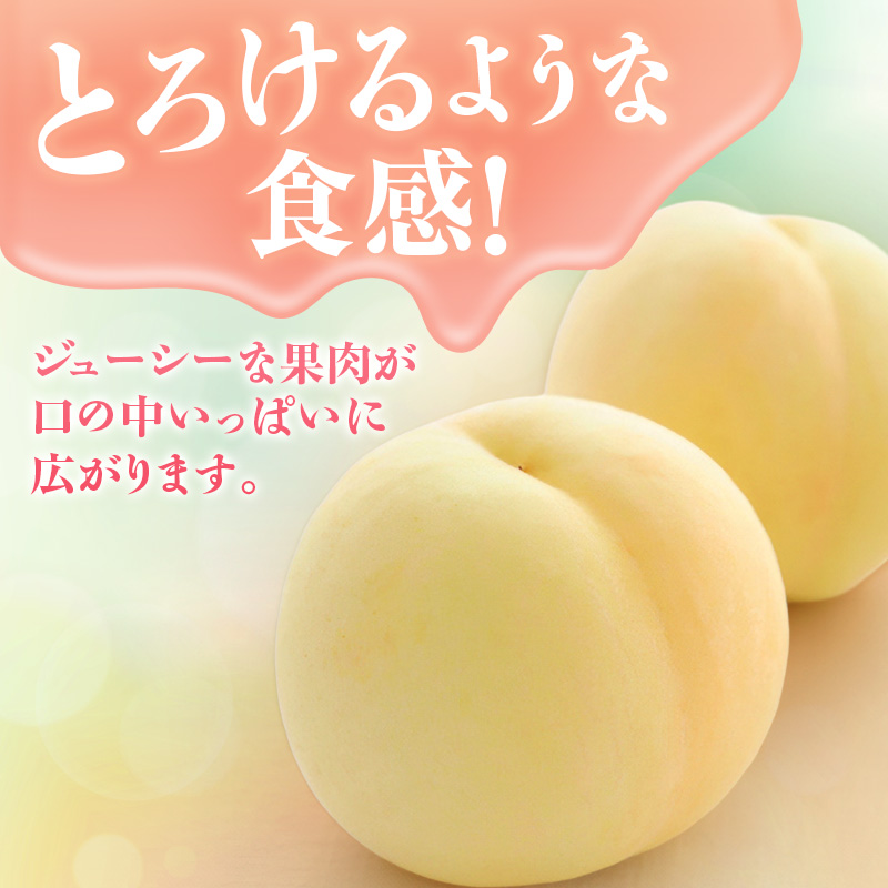 【2026年先行受付】 白桃 ニューピオーネ 約1.2kg セット 桃 2玉 ぶどう 1房 岡山県産  御中元 ギフト 御礼 プレゼント 御礼 御祝 御供 果物 くだもの フルーツ もも モモ 葡萄 ブドウ