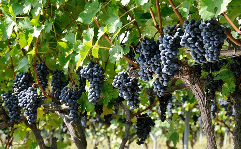 ソラリス 千曲川 カベルネ・ソーヴィニヨン  ワインセット 750ml×6本 赤ワイン お酒 ぶどう酒 タンニン 完熟した香り 果実味 スパイシー 晩酌 おうちディナー 飲み物 家飲み 宅飲み