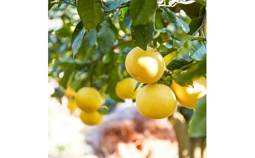 文旦 エッセンシャルオイル 8ml MICIL(ミシル) アロマオイル 精油 アロマ 100％天然植物精油 天然 オイル リラックス 香り 癒し 国産 雑貨 自然 ギフト 贈り物 贈答 プレゼント