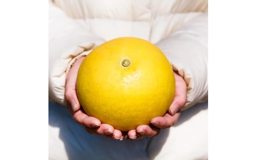 文旦 エッセンシャルオイル 8ml MICIL(ミシル) アロマオイル 精油 アロマ 100％天然植物精油 天然 オイル リラックス 香り 癒し 国産 雑貨 自然 ギフト 贈り物 贈答 プレゼント