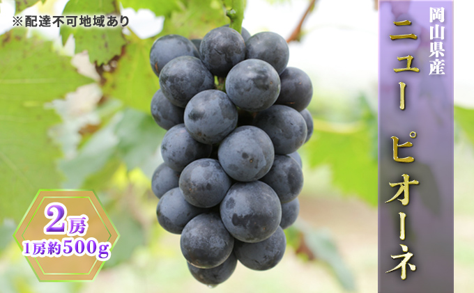 ぶどう 2026年 先行予約 ニュー ピオーネ 2房（1房約500g） ブドウ 葡萄  岡山県産 国産 フルーツ 果物 ギフト