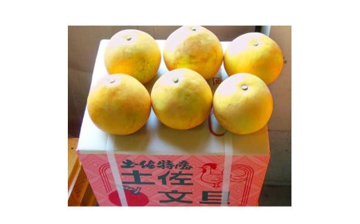 【先行予約】文旦 約10kg 10キロ L～4Lサイズ 土佐文旦 みかん 柑橘 ぶんたん ブンタン 果物 フルーツ デザート おやつ 三愛果樹園の土佐文旦 おいしい 美味しい 規格外品 お取り寄せ 常温 配送