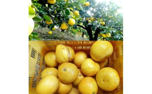 【先行予約】文旦 約5kg 5キロ L～4Lサイズ 土佐文旦 みかん 柑橘 ぶんたん ブンタン 果物 フルーツ デザート おやつ 三愛果樹園の土佐文旦 おいしい 美味しい 規格外品 お取り寄せ 常温 配送