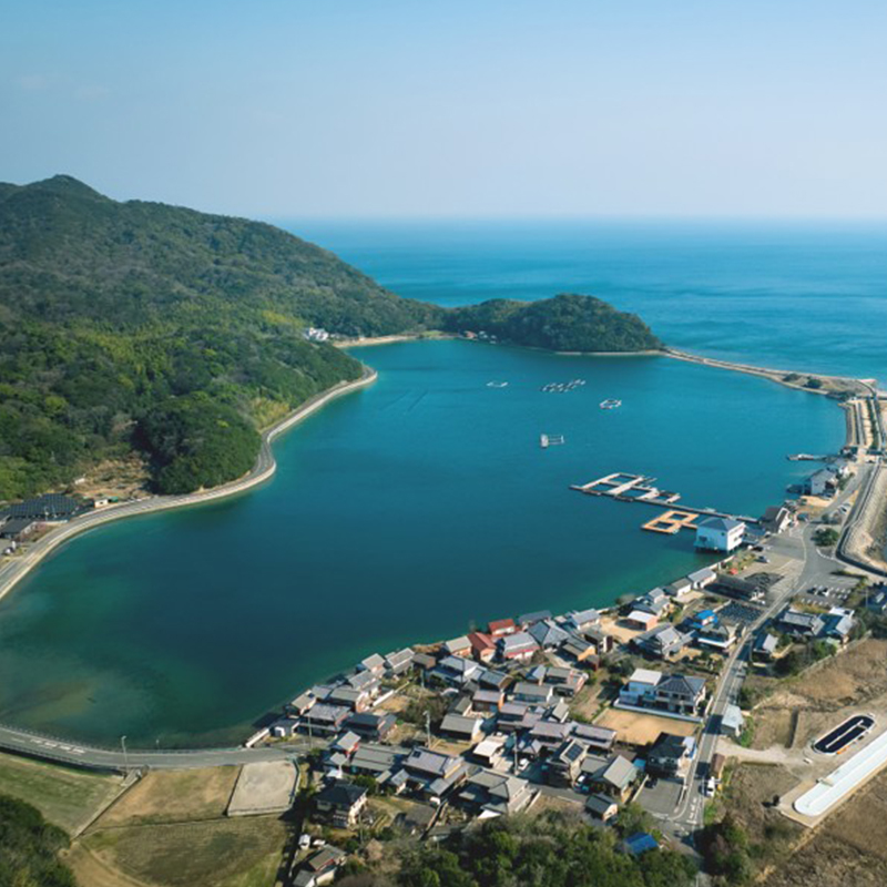 香川県東かがわ市産生食用牡蠣・ADOMILK 12個セット アドミルク あどみるく