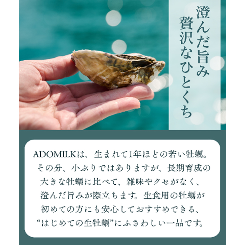 香川県東かがわ市産生食用牡蠣・ADOMILK 12個セット アドミルク あどみるく