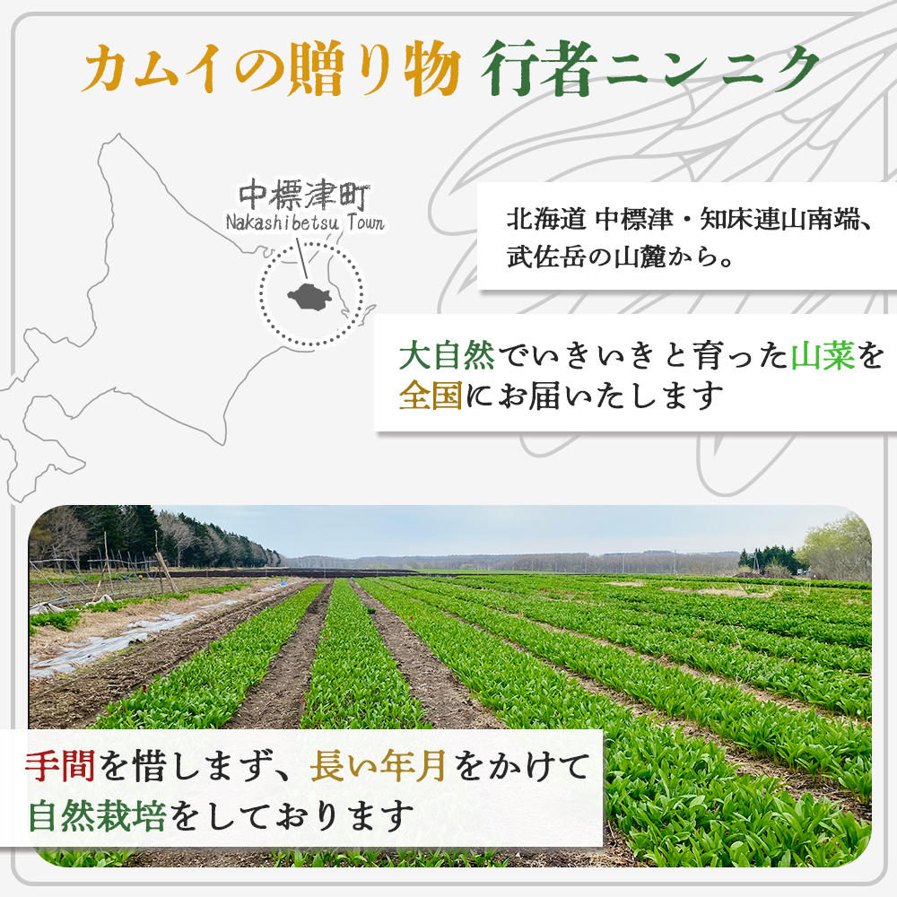 1.2キロ、葉短め。天然北海道産行者ニンニク。良品。土付着殆ど無。午前中採取。 27628d8addb5592acb134026f90922