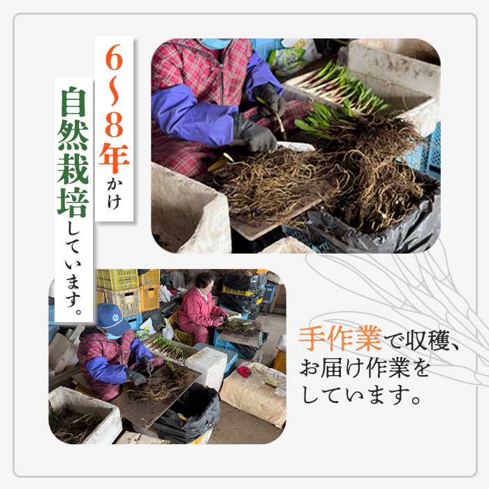 【北国の人さん専用】 行者にんにくグリーン行者・ホワイト行者 計5袋（葉部・茎部）【20010