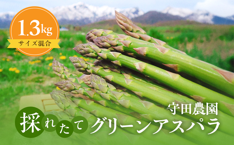 【2026年4月～発送】北海道 ふらの グリーン アスパラガス 約1.3kg サイズ混合 (守田農園) 野菜 新鮮 直送 朝採り アスパラガス 道産 北海道 ふらの