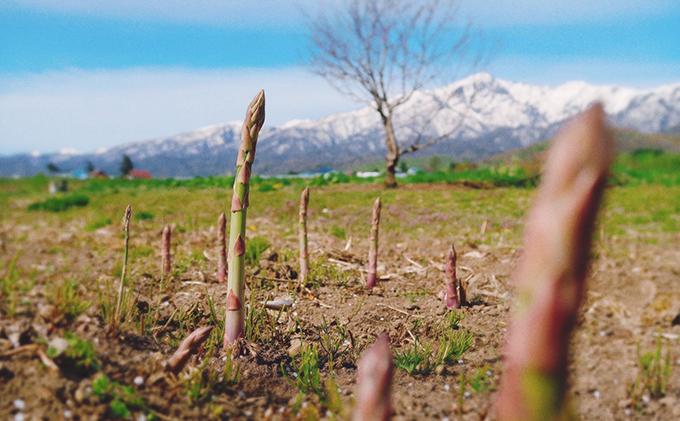 【2026年4月～発送】北海道 ふらの グリーン アスパラガス 約800g サイズ混合 (守田農園) 野菜 新鮮 直送 朝採り アスパラガス 道産 北海道 ふらの